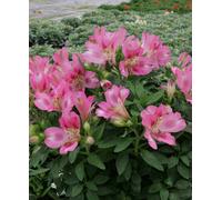 Hayloft Alstroemeria Pitchoune 'rosie' - 3 X 9Cm Pots