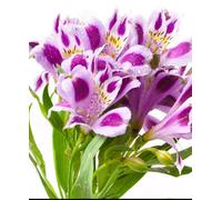 Hayloft Alstroemeria Valentine - Compact Peruvian Lily, Ideal For Smaller Spaces - Set Of 3 In 9Cm Pots