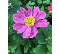 Hayloft Anemone Hupehensis Japonica Pamina - 1 X 9Cm Pots
