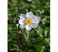 Hayloft Anemone Hybrid Ruffled Swan - 1.5Lpot