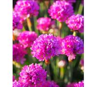 Hayloft Armeria Maritima Spendens - Thrift X3 In 9Cm Pots