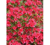 Hayloft Azalea Japonica Hino Crimson - 1 X 8Cm Pot