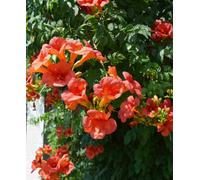 Hayloft Bignonia Capreolata - Tropical Trumpet Flowers 1 X 9Cm Pot