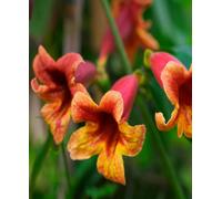 Hayloft Bignonia Capreolata - Tropical Trumpet Flowers 3 X 9Cm Pot