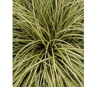 Hayloft Bold And Beautiful Grasses Collection - Set Of 3 Grasses Supplied In 9Cm Pots