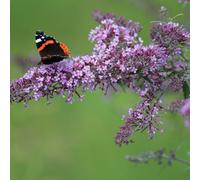 Hayloft Buddleja Hybrida Violet Cascade - Stunning Cascade Of Vibrant Violet Blooms 1 X 1L Pot