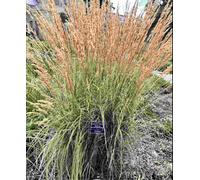 Hayloft Calamagrostis Acutflora Overdam, Feather Reed Grass - 1 X 9Cm Pot
