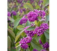 Hayloft Callicarpa Bodinieri Profusion - A Stunning Shrub With Vibrant Purple Berries 1 X 9Cm Pot