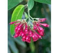Hayloft Cestrum Elegans - Red Cestrum 1 X 9Cm Pot