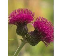 Hayloft Cirsium Rivulare Atropurpureum - Plume Thistle, Deep Purple Flowers 3 X 9Cm Pots