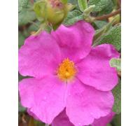 Hayloft Cistus X Pulverulentus Sunset - Pink Rock Rose 1 X 9Cm Pot