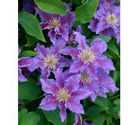 Hayloft Clematis Baroness Fookes - Stunning Blossoms In Deep, Velvety Purple 1 X 7Cm Pot