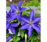 Hayloft Clematis Rhapsody - 1 X 7Cm Pot