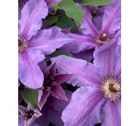 Hayloft Clematis Tumaini - A Star Performer Clematis Supplied In A 7Cm Pot