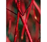 Hayloft Cornus Alba Sibirica - Winter Red Stems 1 X 9Cm Pot