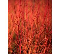 Hayloft Cornus Annys Winter Orange - A Powerhouse Of Colour And Form 1X 9Cm Pot