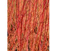 Hayloft Cornus Sanguinea Midwinter Fire - 1X 9Cm Pot