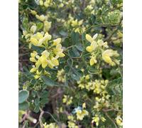 Hayloft Coronilla Glauca Citrina - 3 X 9Cm Pots