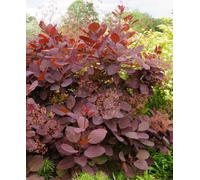 Hayloft Cotinus Coggygria Grace 3 X 9Cm Pot
