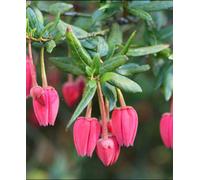 Hayloft Crinodendron Ada Hoffman - Pink Chile Lantern Tree 1 X 9Cm Pot