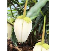 Hayloft Crinodendron Alf Robbins - Chile Lantern Tree 1 X 9Cm Pot