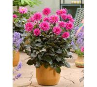 Hayloft Dahlia 'electro Pink' 3 X Plug Plants
