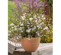 Hayloft Deutzia Tokyo Delight - Scented Blooms, Compact Shrub 1 X 9Cm Pot