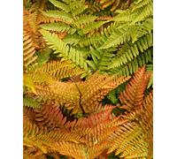 Hayloft Dryopteris Erythrosora - Japanese Shield Fern 3 X 9Cm Pots