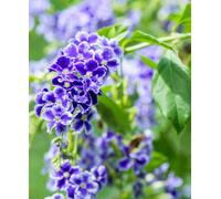 Hayloft Durant Repens- Fast Growing Evergreen Shrub 1 X 7Cm Pot