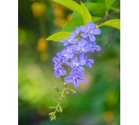 Hayloft Duranta Plumieri - Golden Dewdrop, Fast Growing, Everygreen Shrub 1 X 7Cm Pot
