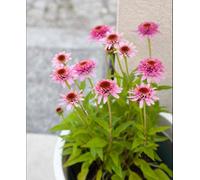 Hayloft Echinacea Purpurea Butterfly Kisses - 3 X 9Cm Pots
