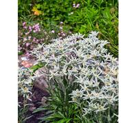 Hayloft Edelweiss - Leontopodium Alpinum Blossom Of Snow - 3X 9Cm Pots