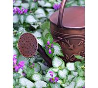 Hayloft Elegant Shade Collection - Set Of 3 Plants Ideal For A Shady Spot, Supplied In 9Cm Pots
