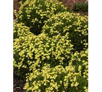 Hayloft Erysimum Golden Jubilee - Perennial Wallflower 5 X Plug Plants