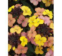 Hayloft Erysimum Tropical Sunset - Sunset Coloured Perennial Wallflowers 3 X 9Cm Pots