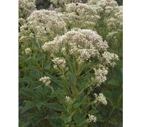 Hayloft Eupatorium Rugosum Snow Ball - 3 X 9Cm Pots