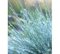 Hayloft Festuca Glauca Elijah Blue - Year Round Colour 3 X 9Cm Pots
