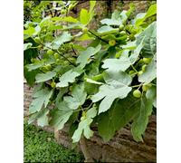 Hayloft Ficus Brown Turkey - Common Fig Supplied In A 9Cm Pot