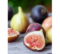 Hayloft Ficus Little Miss Figgy - Dwarf Fig Suitable For A Patio Pot, Supplied In A 9Cm Pot