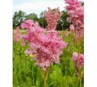 Hayloft Filipendula Kahome - Impressive Pink Meadowsweet 3 X 9Cm Pots