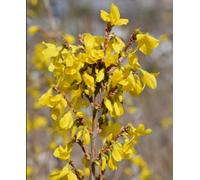 Hayloft Forsythia Mini Gold - Dwarf Forsythia - Great For Winter Displays - Supplied In A 9Cm Pot