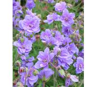 Hayloft Geranium Azure Skies - Groung Cover Perennial 3 X 9Cm Pots