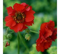 Hayloft Geum Firestarter - Very Popular, Large Petticoat Flowers 3 X 9Cm Pots