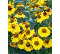 Hayloft Helenium The Bishop - A Vibrant Bee And Butterfly Magnet - 3 X 9Cm Pots
