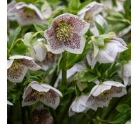 Hayloft Helleborus Pretty Ellen Spotted - Pretty, Unique Blooms 3 X 9Cm Pots