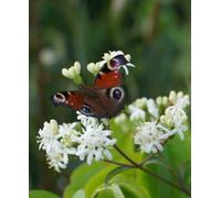 Hayloft Heptacodium Miconioides Tianshan - Seven-Son Flower, Fragrant, Flowering Shrub 1 X 1L Pot