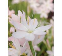 Hayloft Hesperantha Ice Maiden - Autumn Flowering Flag Lily 3 X 9Cm Pots