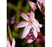 Hayloft Hesperantha Pink Princess - Autumn Flowering Flag Lily 3 X 9Cm Pots