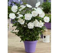 Hayloft Hibiscus White Chiffon - 1 X 9Cm Pot