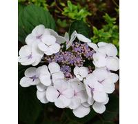 Hayloft Hydrangea Macrophylla Teller White - 3 X 9Cm Pot